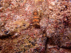 Scyllarus arctus