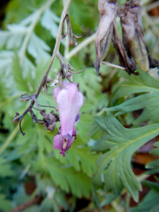 Dicentra eximia