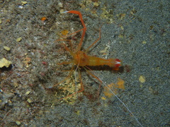 Stenopus spinosus