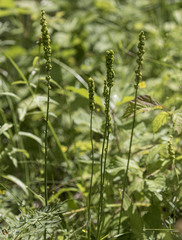 Tofieldia calyculata