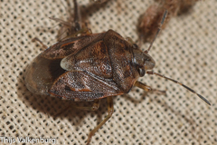 Holcogaster fibulata