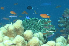 Paracanthurus hepatus