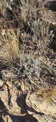 Lavandula lanata