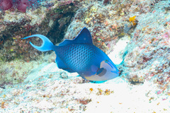 Odonus niger