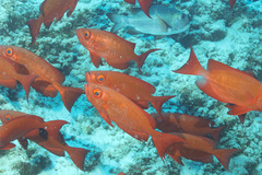 Priacanthus hamrur