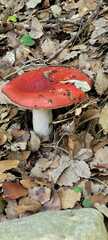 Russula lepida