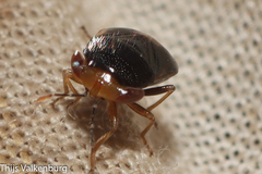 Geocoris erythrocephalus