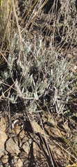 Lavandula lanata