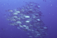 Caranx sexfasciatus