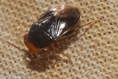 Geocoris erythrocephalus