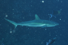 Carcharhinus amblyrhynchos