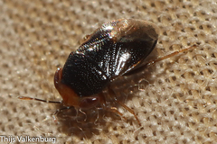 Geocoris erythrocephalus