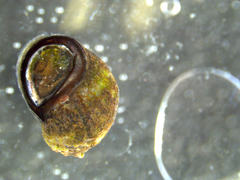 Melarhaphe neritoides