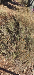 Santolina rosmarinifolia