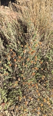 Santolina rosmarinifolia