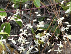 Clematis crassifolia