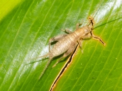Mogoplistidae