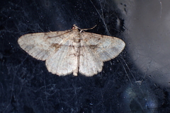 Psilalcis galsworthyi