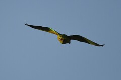 Amazona aestiva