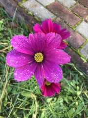 Cosmos