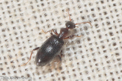 Anthicinae