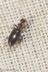 Anthicinae