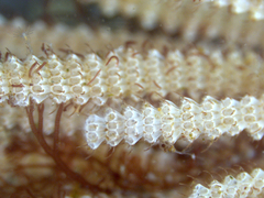 Electra verticillata