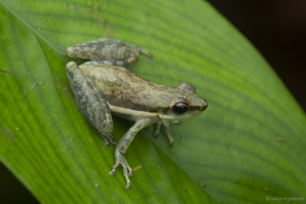 Slender Tree Frog