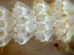 Electra verticillata