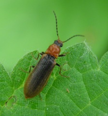 Denticollis linearis
