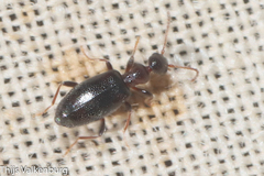 Anthicinae