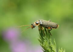Cantharis nigricans