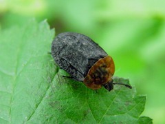 Oiceoptoma thoracicum