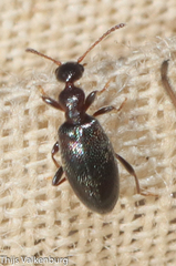 Anthicinae
