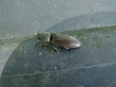 Athous haemorrhoidalis