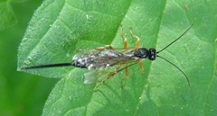 Perithous albicinctus