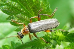 Cantharis nigricans