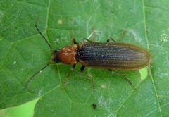 Denticollis linearis