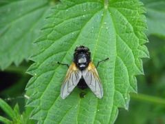 Mesembrina meridiana