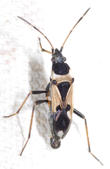 Raglius confusus