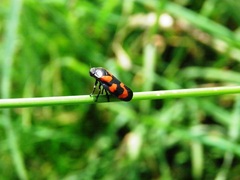 Cercopis vulnerata