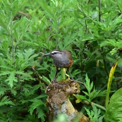 Montecincla fairbanki