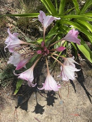 Crinum moorei