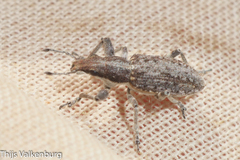 Charagmus gressorius