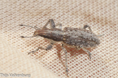 Charagmus gressorius