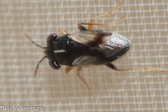 Geocoris lineolus