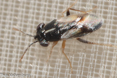 Geocoris lineolus