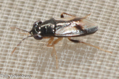 Geocoris lineolus