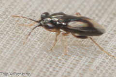 Geocoris lineolus