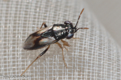 Geocoris lineolus